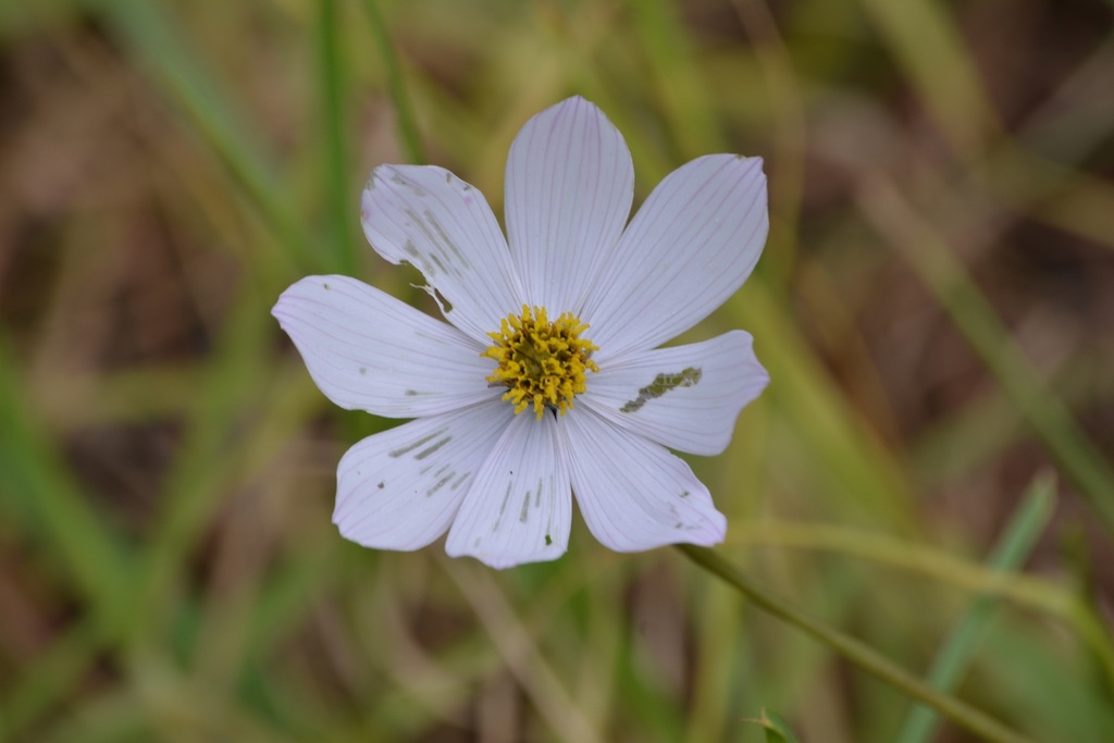 Cosmos diversifolius; photograph (c) Neptalí Ramírez Marcial, some rights reserved (CC BY)