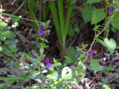 Cuphea aequipetala