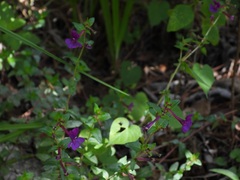 Cuphea aequipetala, photograph (c) Neptalí Ramírez Marcial, some rights reserved (CC BY)