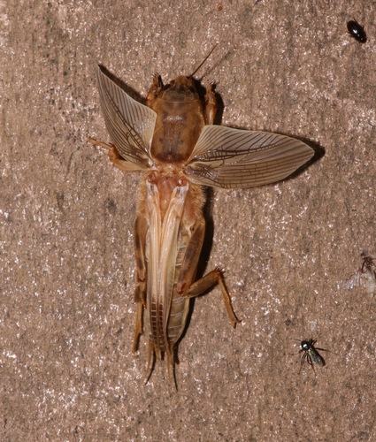 Tawny Mole Cricket photo 5