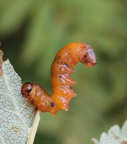Pristiphora condei