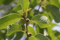 Quercus polymorpha, photograph (c) Neptalí Ramírez Marcial, some rights reserved (CC BY)