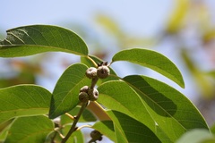 Quercus polymorpha
