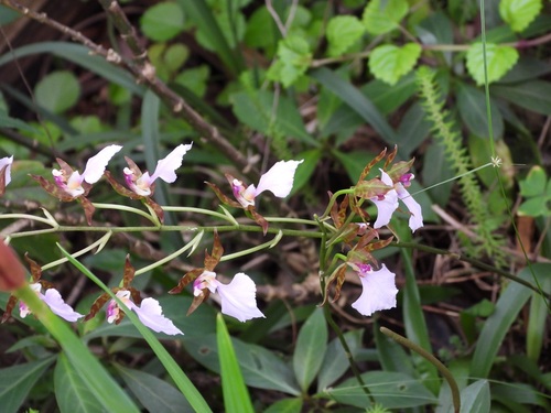 Rhynchostele bictoniensis, photograph 2
