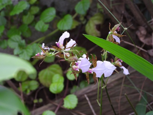 Rhynchostele bictoniensis, photograph 3