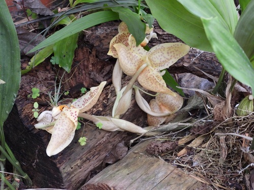 Stanhopea whittenii, photograph 1