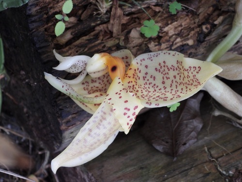 Stanhopea whittenii