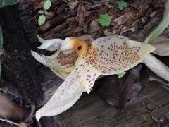 Stanhopea whittenii