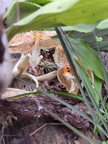 Stanhopea whittenii, photograph 2