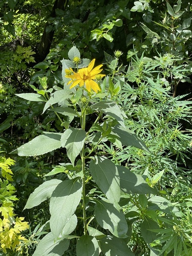 Jerusalem artichoke