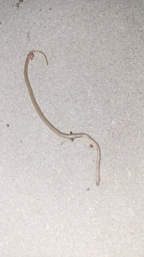 Balkan Whip Snake