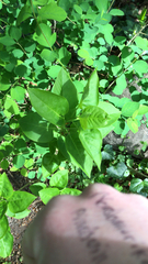 Syringa vulgaris