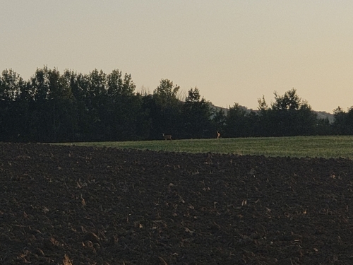 Western Roe Deer