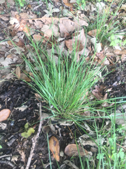 Nassella leucotricha