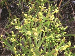 Thesium commutatum