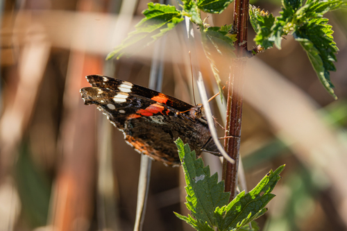 Red Admiral