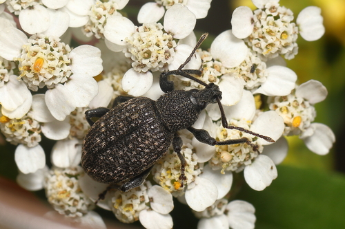 Black Vine Weevil