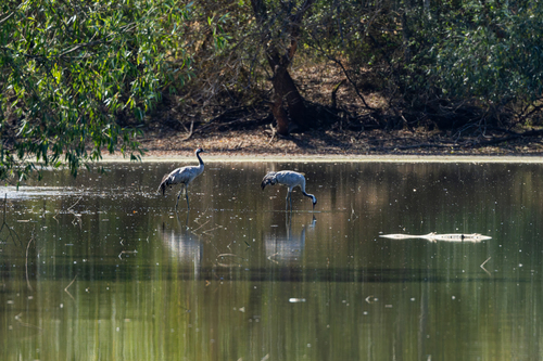Common Crane