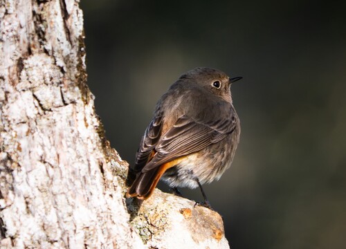 Black Redstart