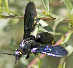 Laeviscolia frontalis