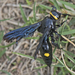 Two-spotted Blue Hairy Flower Wasp - Photo (c) kvmatty, some rights reserved (CC BY-NC)