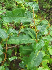 Salix pyrifolia