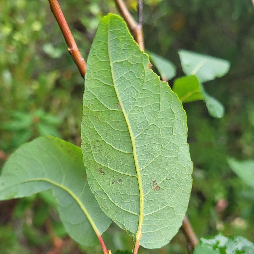 Salix pyrifolia; photograph author not stated, no rights reserved