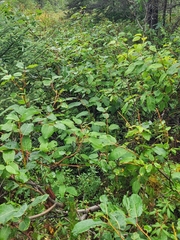 author not stated, no rights reserved Salix pyrifolia, photograph author not stated, no rights reserved