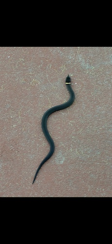 Ring-necked Snake