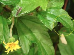 Coleosoma