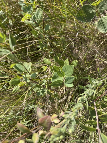 Western Snowberry