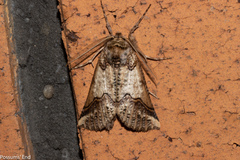 Declana junctilinea