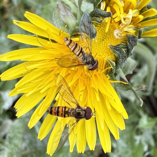 Marmalade Hover Fly