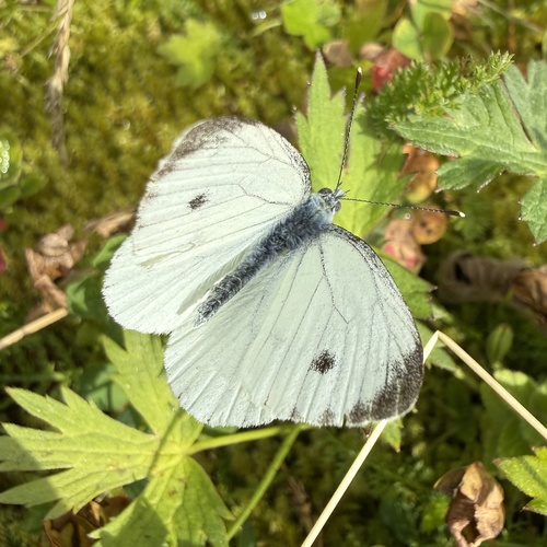 Green-veined White