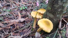 Armillaria luteobubalina