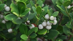 Robsonodendron maritimum