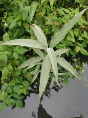 Persicaria lapathifolia lanata