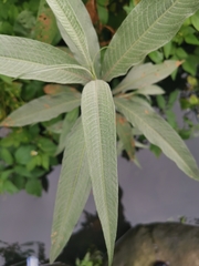 Persicaria lapathifolia lanata