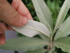Persicaria lapathifolia lanata