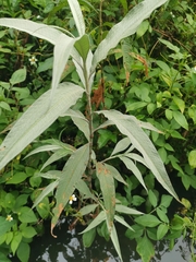 Persicaria lapathifolia lanata