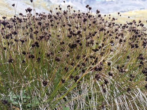 Juncus jacquinii, photograph 2