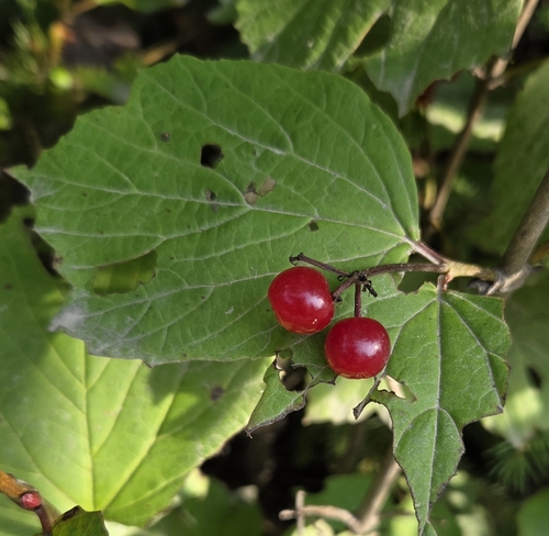 squashberry