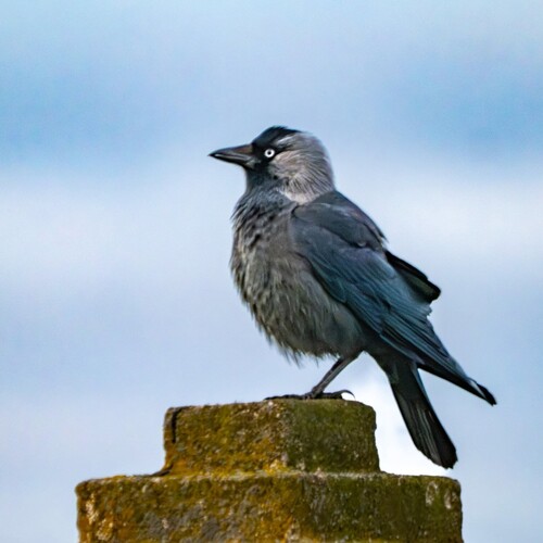Eurasian Jackdaw