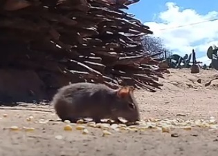 Spix's Yellow-toothed Cavy