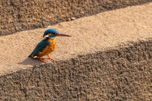 Common Kingfisher