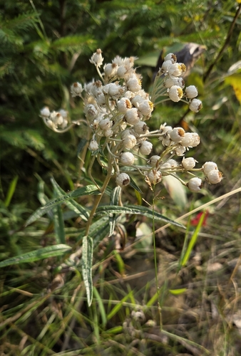 pearly everlasting