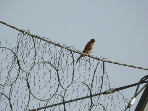Eurasian Kestrel
