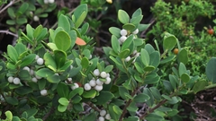 Robsonodendron maritimum