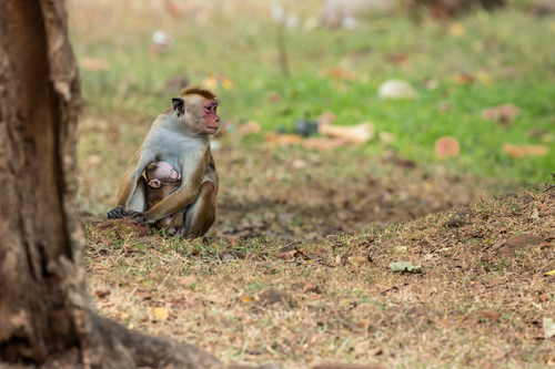 Dry Zone Toque Macaque