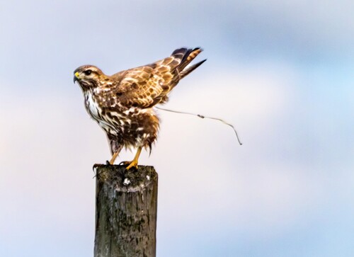 Common Buzzard